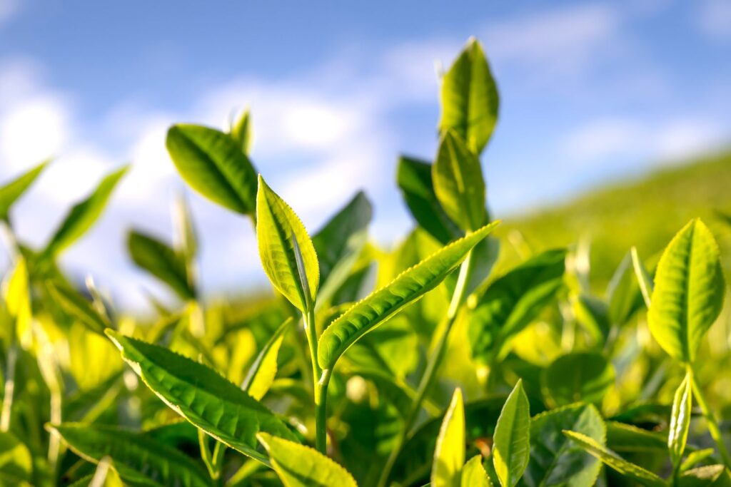 Té verde, fuente natural de L-teanina para la calma y el enfoque